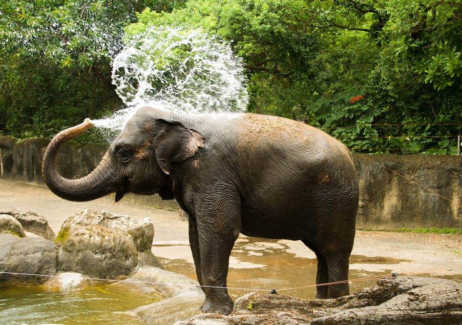 Elephants,Are,Taking,Shower,In,A,Hot,Summer,Day.