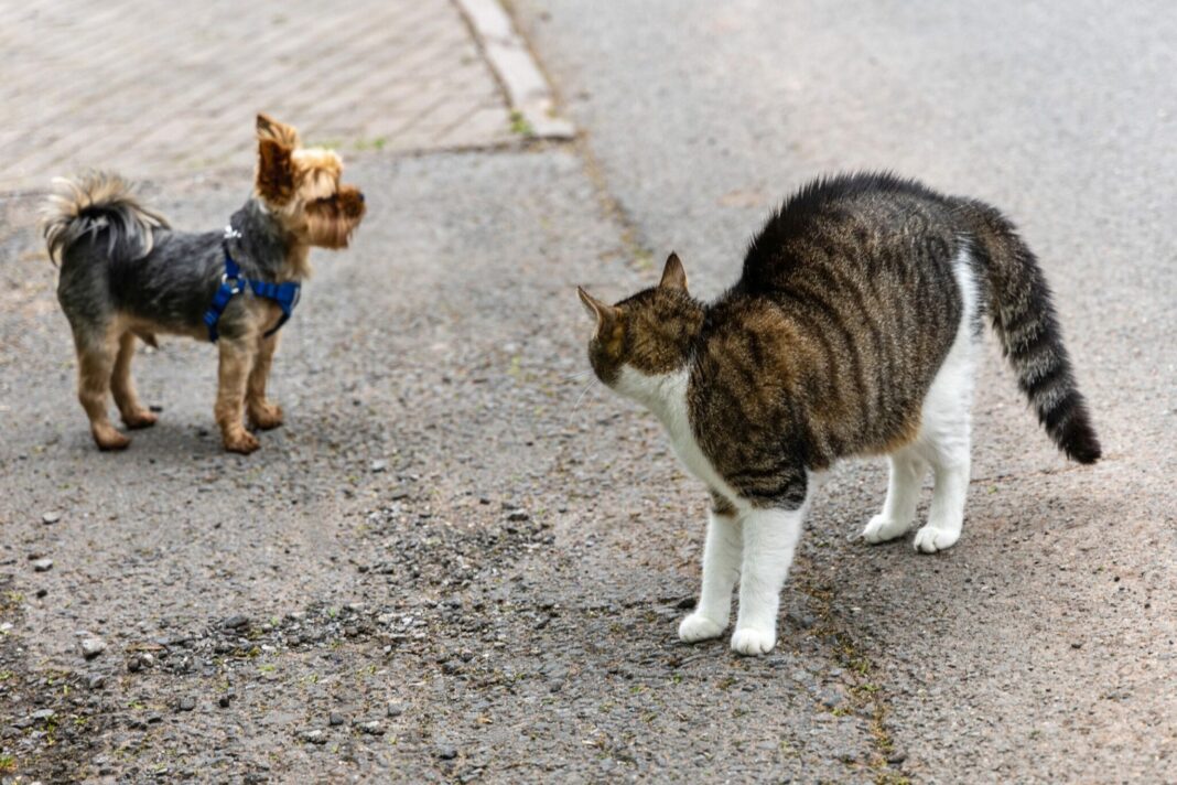 A,Meeting,Between,A,Cat,And,A,Dog