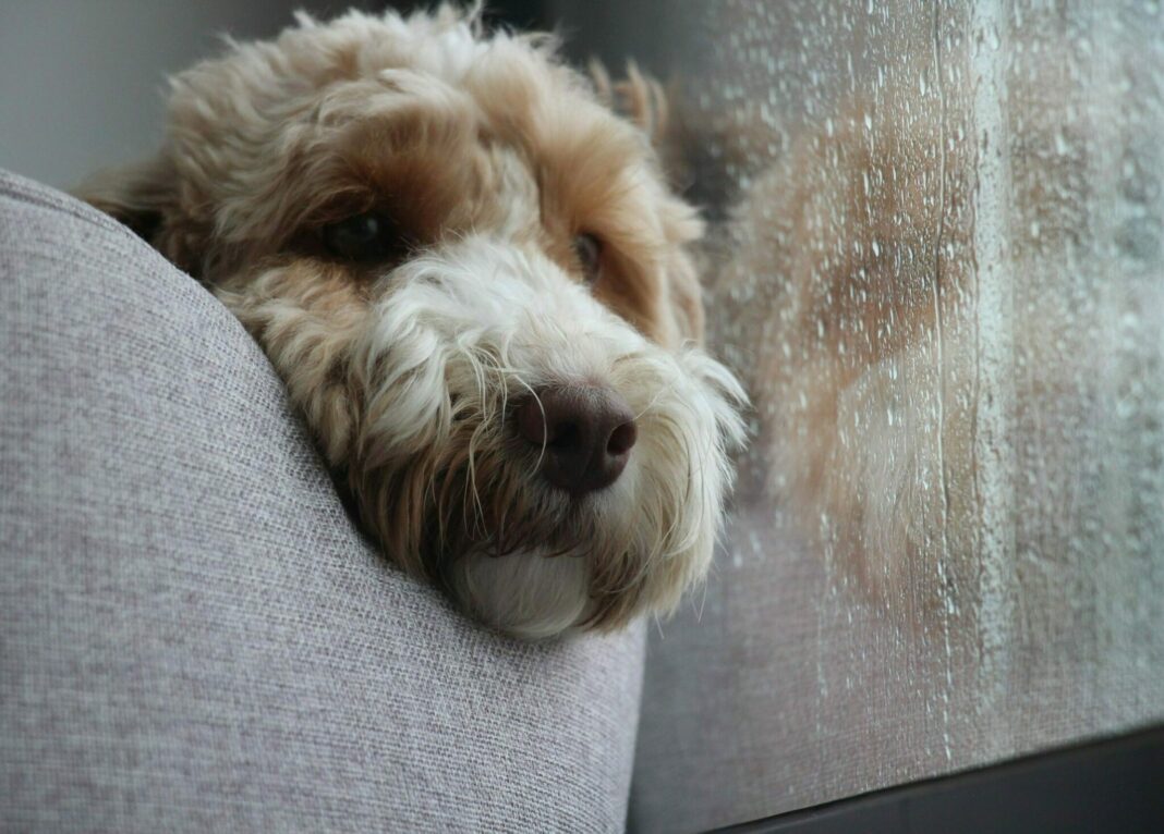Two,Photographs,Of,A,Dog,Puppy,Lying,Inside,Because,Of