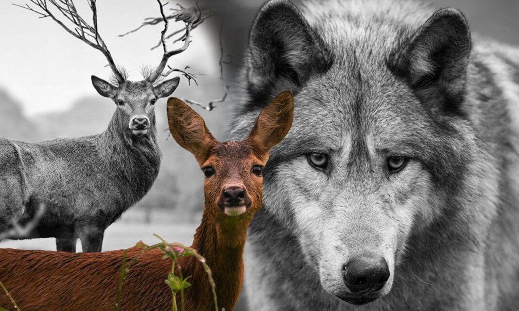 3fe1a21d-SHORTLIST_ELAFIA_05_02_2025