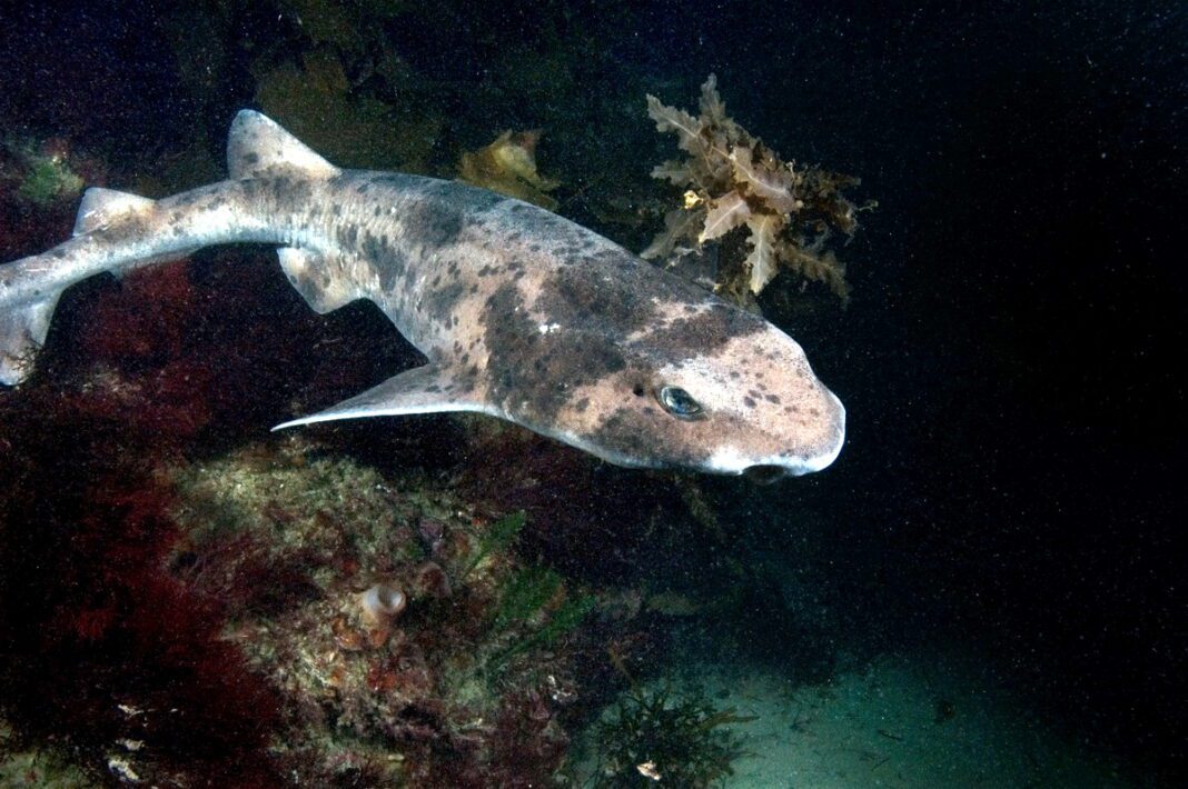 Cephaloscyllium laticeps, Draughtboard Shark
