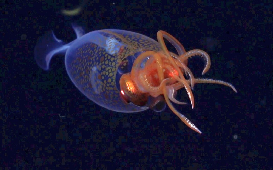 FKt250220-S0802-20250309T094828Z-Colossal_Squid-LOGO-ss_115841