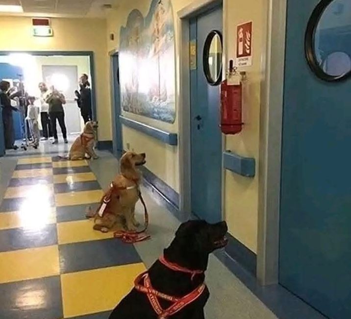 dogs-hospital