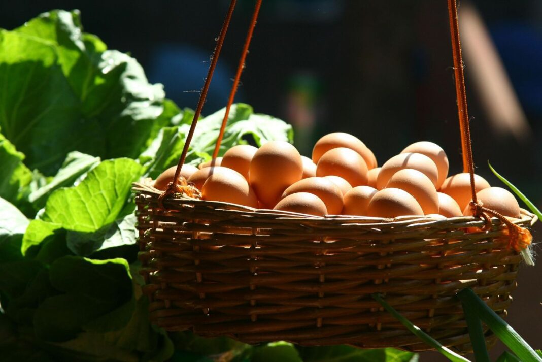 eggs