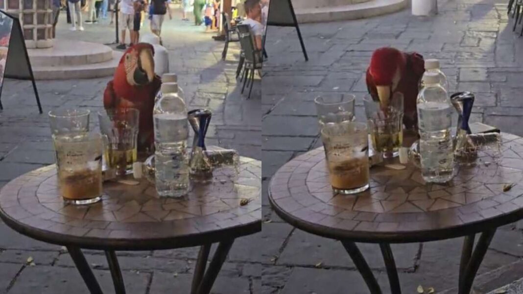 papagalos_viral