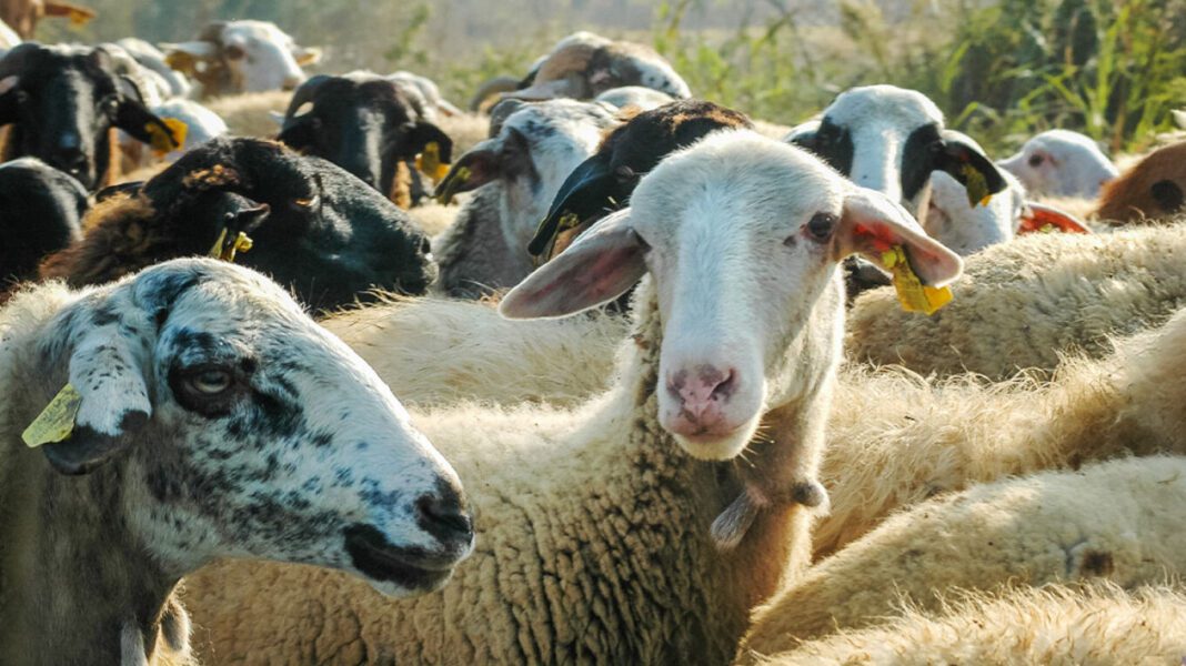 sheep2-xrm